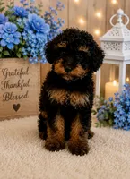 Brody, a male Poodle - Miniature  for sale in Myrtle Beach, SC – 1 of 3