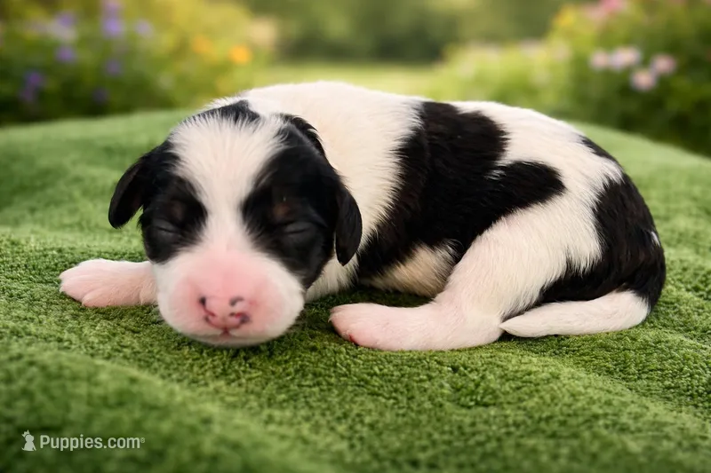 Remy – Bernedoodle puppy for sale in Myrtle Beach, SC