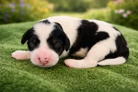 Remy, a male Bernedoodle for sale in Myrtle Beach, SC – Photo 1 of 3