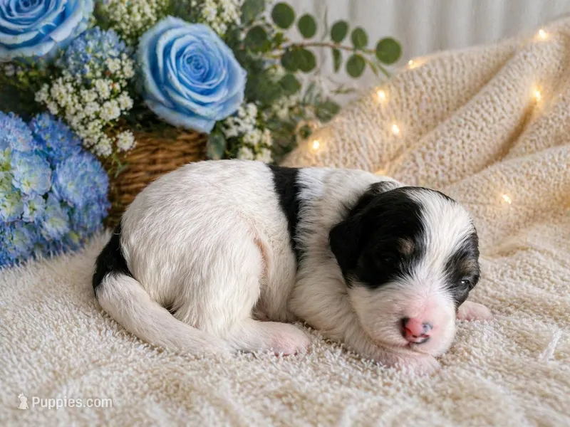 Remy – Bernedoodle puppy for sale in Myrtle Beach, SC