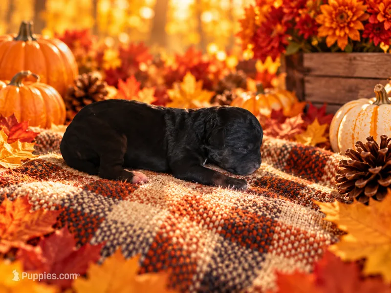 Dixie – Cavapoo puppy for sale in Myrtle Beach, SC