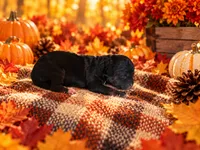 Dixie, a female Cavapoo for sale in Myrtle Beach, SC – 1 of 3