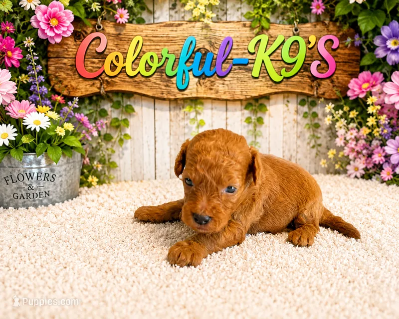 Cooper – Cavapoo puppy for sale in Myrtle Beach, SC