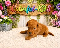 Cooper, a male Cavapoo for sale in Myrtle Beach, SC – 1 of 3