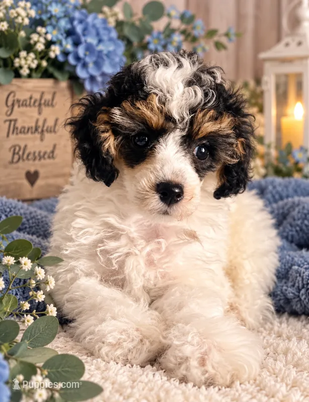 Bandit- "Ready Now"!! – Poodle - Miniature  puppy for sale in Myrtle Beach, SC