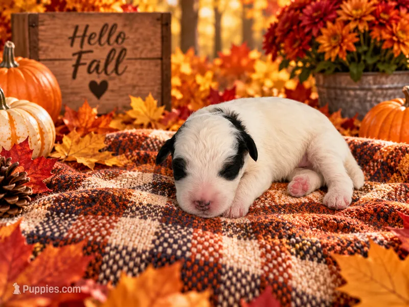 Oreo – Cavapoo puppy for sale in Myrtle Beach, SC