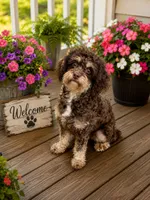 Dottie, a female Cavapoo for sale in Myrtle Beach, SC – 2 of 3