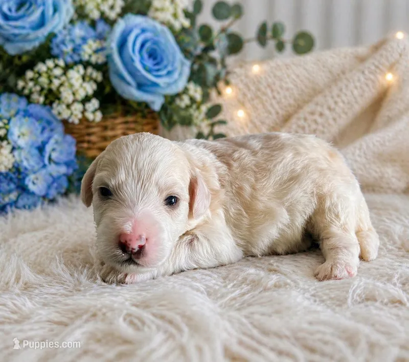 Milo – Bernedoodle puppy for sale in Myrtle Beach, SC