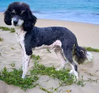 Milo, a male Bernedoodle for sale in Myrtle Beach, SC – Photo 2 of 3