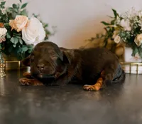 processed/92ff2662-64b1-4fea-bb92-14bfa085afab/listing/c412699e-109c-483f-af00-ec5a8108fbe4/2da1f433-fac3-418e-9d39-f3e70bc68dec