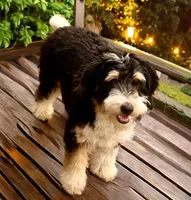 Arlo, a male Bernedoodle for sale in Myrtle Beach, SC – Photo 2 of 3