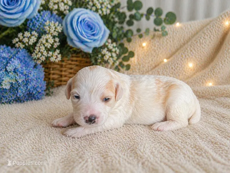 Arlo – Bernedoodle puppy for sale in Myrtle Beach, SC