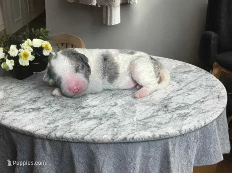 Merlin – Miniature Bernedoodle puppy for sale in Myrtle Beach, SC