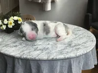 Merlin, a male Miniature Bernedoodle for sale in Myrtle Beach, SC – Photo 1 of 3