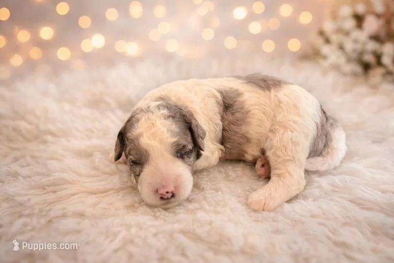 Merlin – Bernedoodle puppy for sale in Myrtle Beach, SC