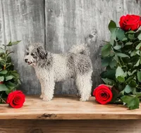 Merlin, a male Miniature Bernedoodle for sale in Myrtle Beach, SC – Photo 2 of 3