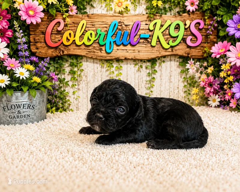 Gucci – Cavapoo puppy for sale in Myrtle Beach, SC