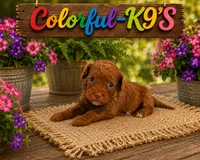 Prada- Reserved!, a female Cavapoo for sale in Myrtle Beach, SC – 1 of 4