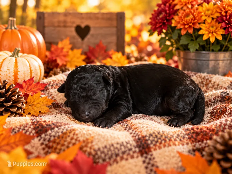 Diesel – Cavapoo puppy for sale in Myrtle Beach, SC