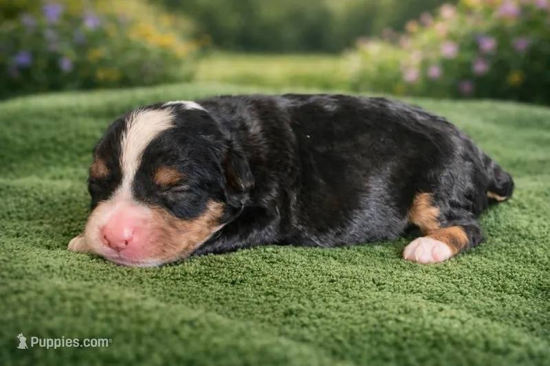 Maverick – Bernedoodle puppy for sale in Myrtle Beach, SC