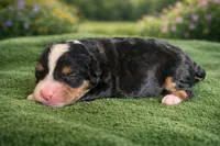 Maverick, a male Bernedoodle for sale in Myrtle Beach, SC – Photo 1 of 3