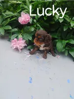Lucky, a female Cavalier King Charles Spaniel for sale in New Holland, PA – 3 of 4