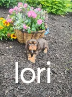 Lori, a female Cavalier King Charles Spaniel for sale in New Holland, PA – 2 of 5