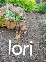 Lori, a female Cavalier King Charles Spaniel for sale in New Holland, PA – 3 of 5