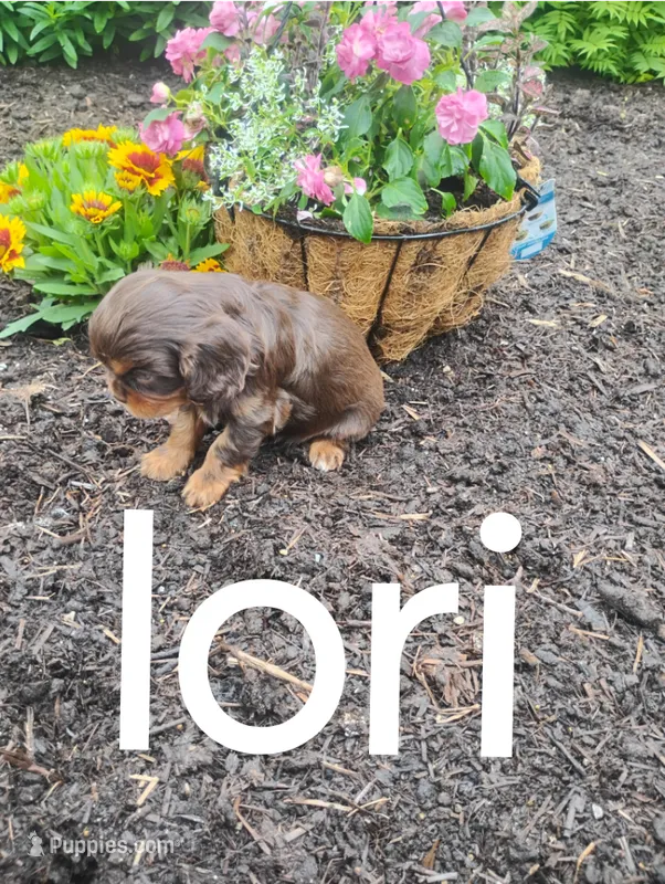 Lori – Cavalier King Charles Spaniel puppy for sale in New Holland, PA