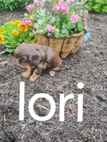 Lori, a female Cavalier King Charles Spaniel for sale in New Holland, PA – 1 of 5