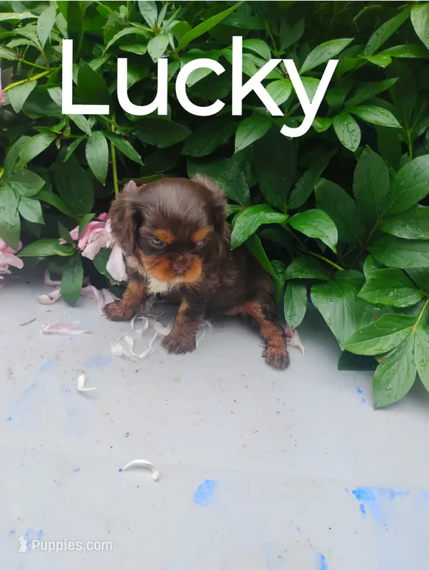 Lucky – Cavalier King Charles Spaniel puppy for sale in New Holland, PA