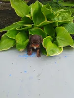 Lilly, a female Cavalier King Charles Spaniel for sale in New Holland, PA – 5 of 5