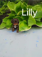 Lilly, a female Cavalier King Charles Spaniel for sale in New Holland, PA – 3 of 5