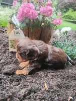 Lincoln, a male Cavalier King Charles Spaniel for sale in New Holland, PA – 4 of 4