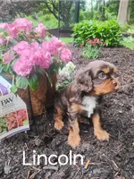 Lincoln, a male Cavalier King Charles Spaniel for sale in New Holland, PA – 3 of 4
