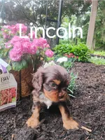 Lincoln, a male Cavalier King Charles Spaniel for sale in New Holland, PA – 2 of 4