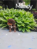 Marcy, a female Cavalier King Charles Spaniel for sale in New Holland, PA – 4 of 4