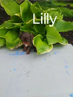Lilly, a female Cavalier King Charles Spaniel for sale in New Holland, PA – 2 of 5
