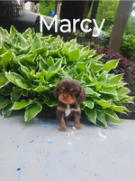 Marcy, a female Cavalier King Charles Spaniel for sale in New Holland, PA – 3 of 4