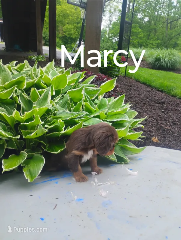 Marcy – Cavalier King Charles Spaniel puppy for sale in New Holland, PA