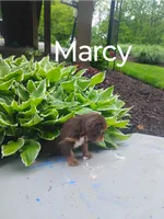 Marcy, a female Cavalier King Charles Spaniel for sale in New Holland, PA – 1 of 4