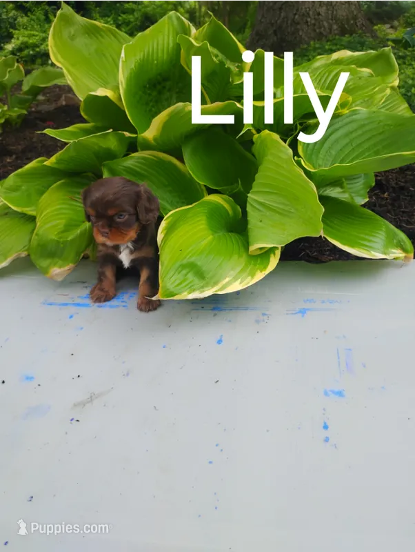 Lilly – Cavalier King Charles Spaniel puppy for sale in New Holland, PA