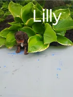 Lilly, a female Cavalier King Charles Spaniel for sale in New Holland, PA – 1 of 5