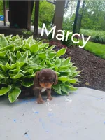 Marcy, a female Cavalier King Charles Spaniel for sale in New Holland, PA – 2 of 4