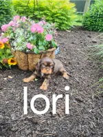 Lori, a female Cavalier King Charles Spaniel for sale in New Holland, PA – 4 of 5