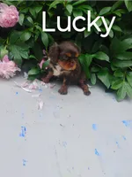 Lucky, a female Cavalier King Charles Spaniel for sale in New Holland, PA – 4 of 4