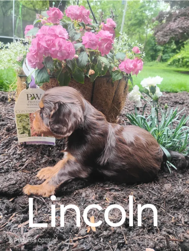 Lincoln – Cavalier King Charles Spaniel puppy for sale in New Holland, PA