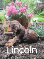 Lincoln, a male Cavalier King Charles Spaniel for sale in New Holland, PA – 1 of 4