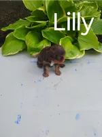 Lilly, a female Cavalier King Charles Spaniel for sale in New Holland, PA – 4 of 5