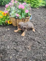 Lori, a female Cavalier King Charles Spaniel for sale in New Holland, PA – 5 of 5